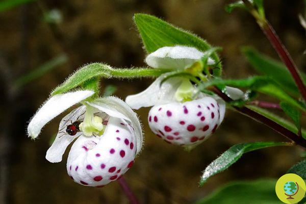 Las orquídeas engañan a las abejas al producir polen falso, igual que el real