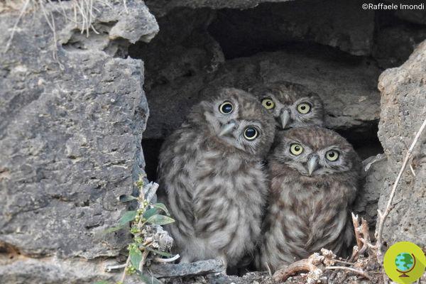 O olhar curioso de três pequenas corujas: aqui estão os novos mascotes do Parque Nacional do Vesúvio