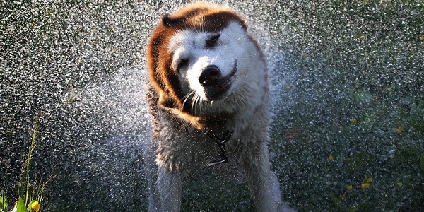 Consejos y trucos para proteger las patas de tu perro del hielo y la nieve