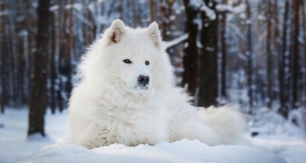 Dicas e truques para proteger as patas do seu cão do gelo e da neve