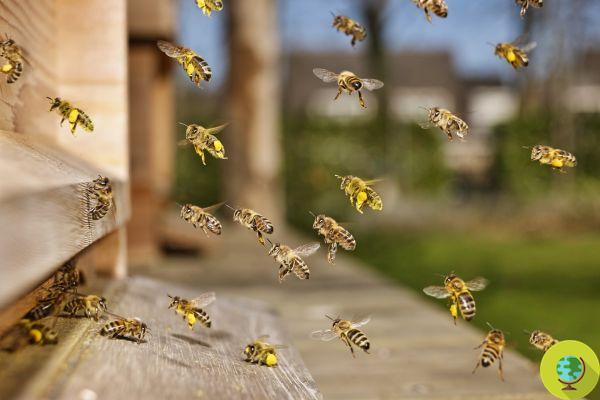 Will bees' salvation depend on a GMO bacterium?