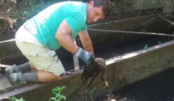Mort de colverts et de canards à Basiglio : la présence de botulique confirmée
