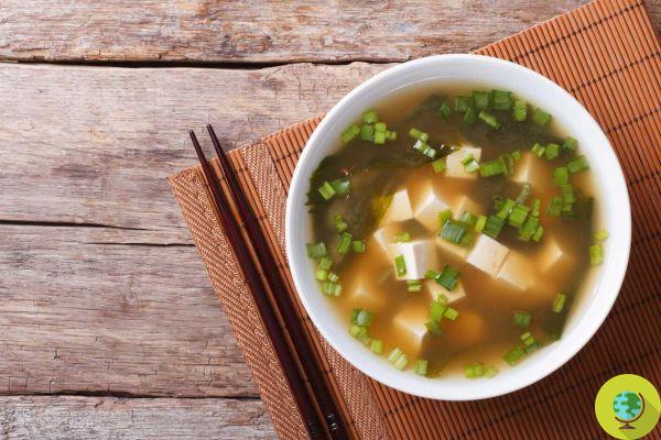 Miso soup, the Japanese recipe inspired by Miyazaki's “My Neighbor Totoro” masterpiece
