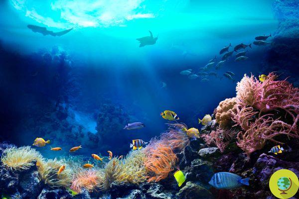 A extinção mais catastrófica da vida marinha nos últimos 250 milhões de anos está prestes a ocorrer