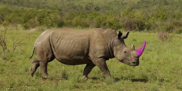 World rhino day, why it is important to color the horns to make the ivory unsaleable (and it's not a hoax)