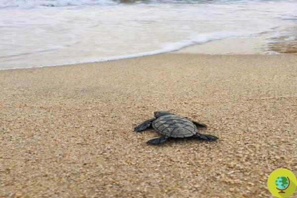 Centenas de tartarugas de uma espécie ameaçada de extinção nasceram em uma praia brasileira, deserta pelo coronavírus