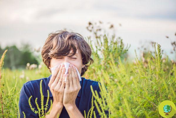 O pólen está de volta ao ar: se você é alérgico, experimente esses pequenos truques imediatamente