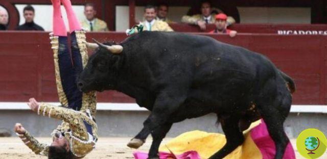 Madrid : corrida suspendue, revanche des taureaux
