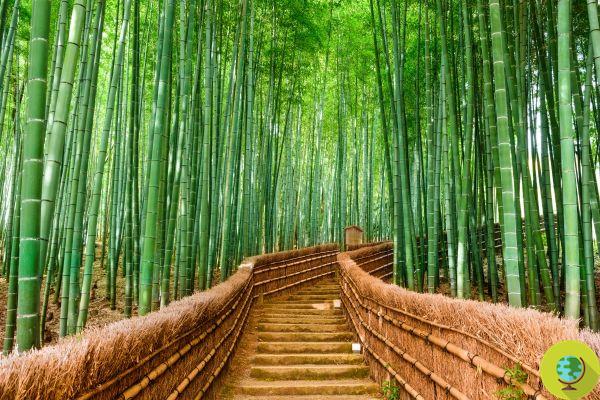 The Japanese tale of bamboo that teaches you to hold out despite adversity