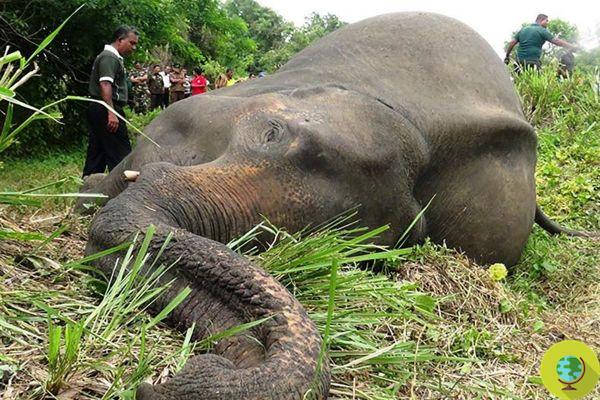En Sri Lanka, los granjeros están envenenando elefantes. Encuentra al menos 7 cadáveres