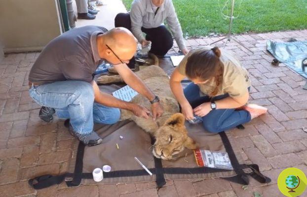 Nueva vida para estos dos cachorros rescatados de otra 'granja de leones'