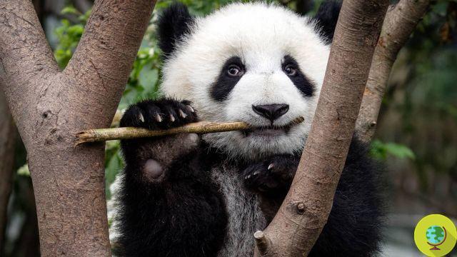 O panda gigante da China está seguro!