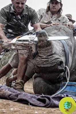 La foto de este niño muestra al mundo lo que tiene que hacer Sudáfrica para salvar a los rinocerontes