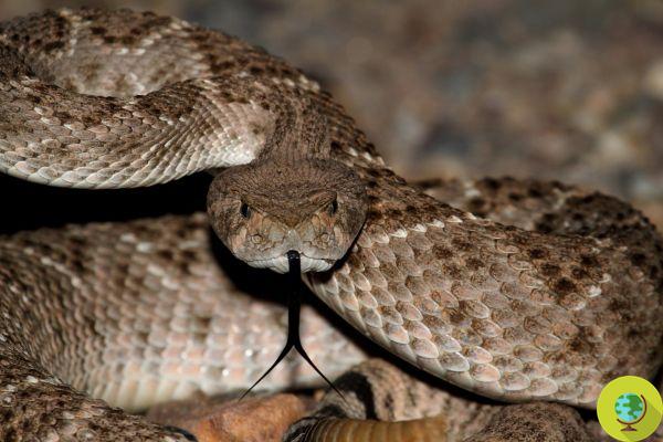 Snake bites: they are killing thousands and now antidotes are in short supply