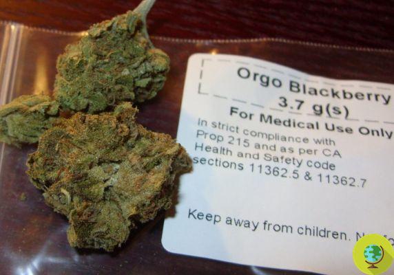 Cannabis para uso terapéutico: pronto disponible en las farmacias de los hospitales de Piamonte