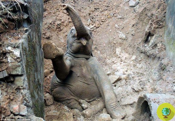 Indian elephant rescued by train passengers (PHOTO)