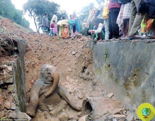 Elefante indio rescatado por pasajeros de tren (FOTO)