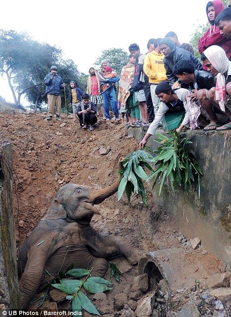 Elefante indiano resgatado por passageiros de trem (FOTO)