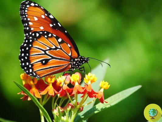 ¿Por qué las mariposas tienen alas de colores?