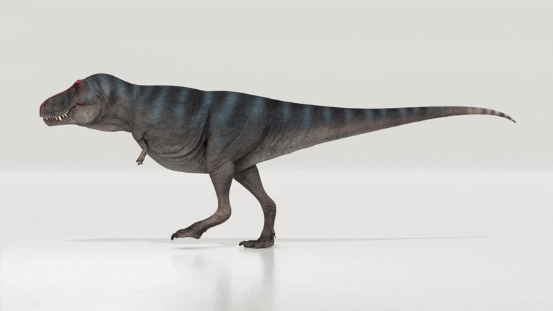 Les T-Rex adultes sont devenus lents et ne pouvaient plus suivre leurs petits