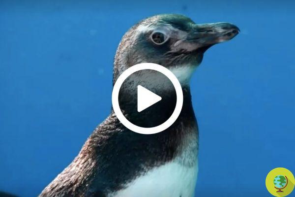 Estos pingüinos de Magallanes estaban desnutridos y al borde de la muerte, pero fueron rescatados por hombres extraordinarios