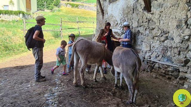 Des ânes sauvés de la violence et du massacre qui divertissent désormais les enfants du Val di Sole grâce à ces deux sœurs