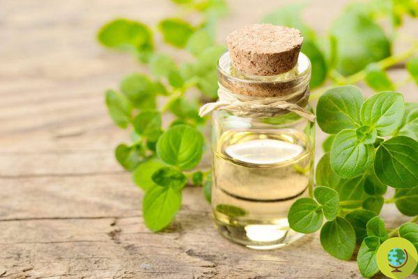 Oregano essential oil: 5 surprising beneficial effects for mind and body