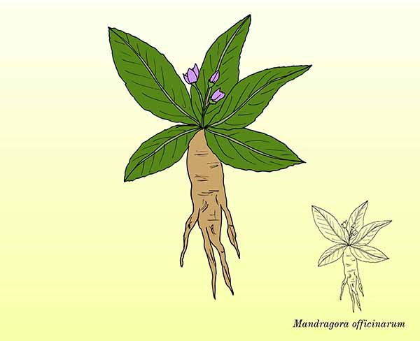 Mandrake, the “magic” plant: properties, uses and side effects