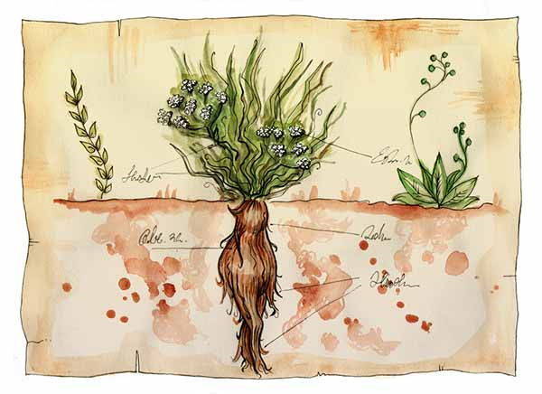 Mandrake, a planta “mágica”: propriedades, usos e efeitos colaterais
