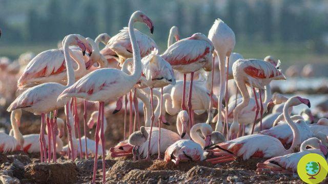Graças ao bloqueio, centenas de filhotes de flamingo rosa nascem nesta lagoa pela primeira vez