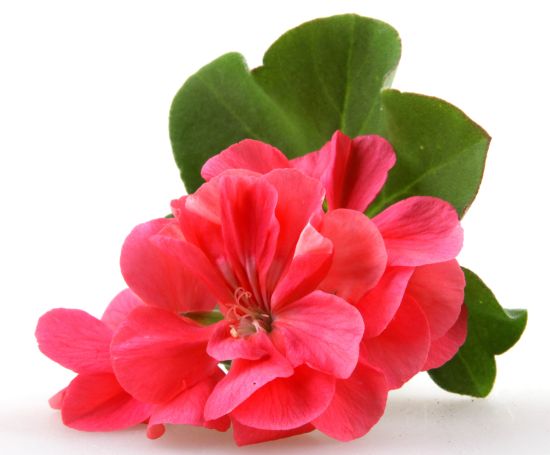 Essential oil of geranium: properties, benefits and uses