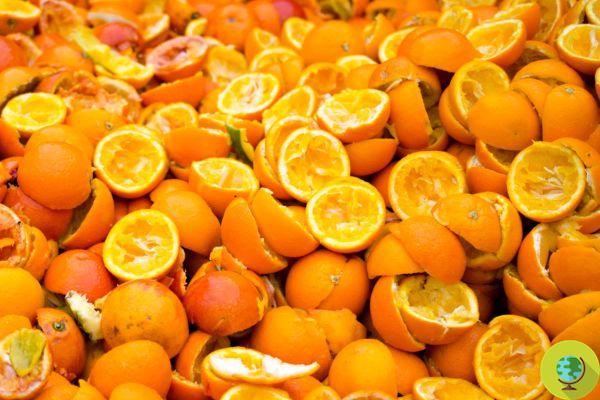 Así, las cáscaras de las naranjas sicilianas pueden reemplazar los fertilizantes químicos y luchar contra la desertificación