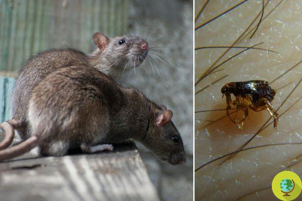Boom of mice and fleas in the city due to the climate. The return of the bubonic plague is feared