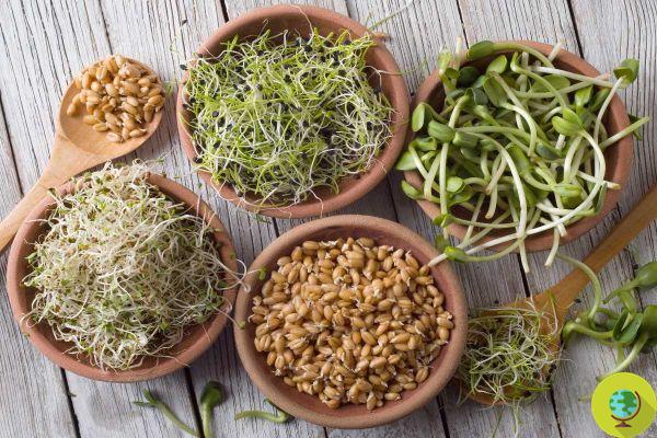 Sprouts, a concentrate of antioxidants always available: why you should start growing them now