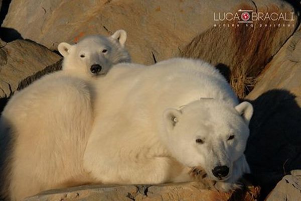 Desapareció la nieve en la bahía de Hudson, osos polares en peligro (FOTO)