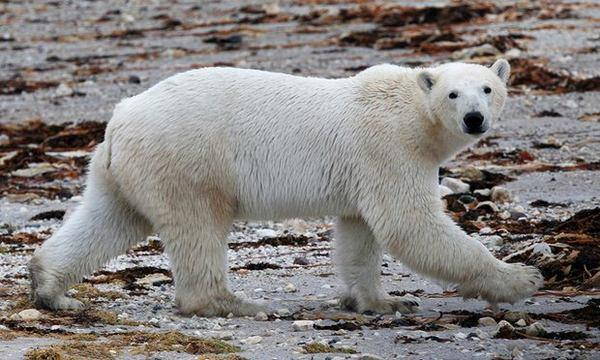 Desapareció la nieve en la bahía de Hudson, osos polares en peligro (FOTO)