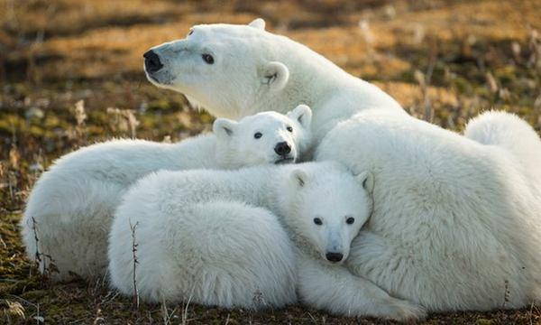 Snow disappeared in Hudson Bay, polar bears in danger (PHOTO)