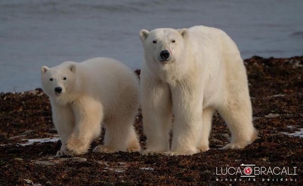 Neve desapareceu na Baía de Hudson, ursos polares em perigo (FOTO)