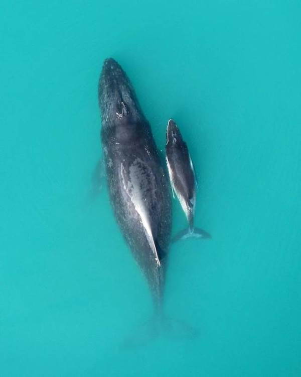Les baleines à bosse et les mamans chuchotent pour éviter les prédateurs (VIDEO)