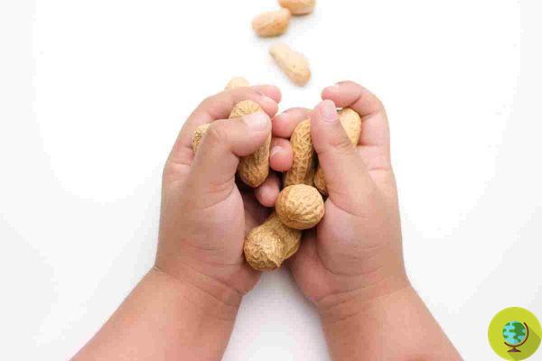 Amendoins: Dar a crianças para evitar alergia é errado. eu estudo