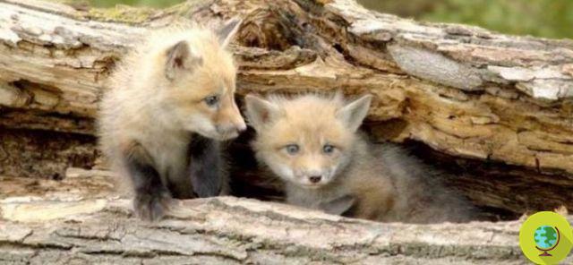 FB Fox: the adorable foxes who have chosen the Facebook headquarters as their home (PHOTO)