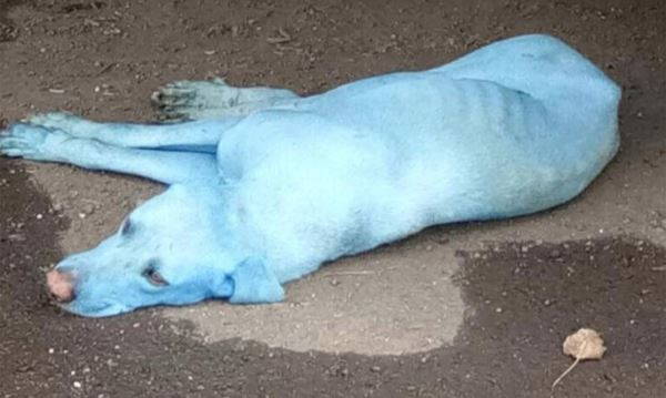 Cães azuis de Mumbai por causa de resíduos industriais que poluem a água (FOTO E VÍDEO)