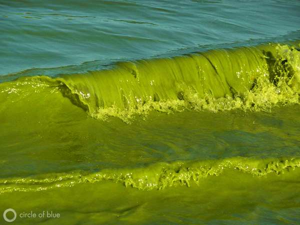 A ligação entre glifosato, campos de OGM e invasão de algas tóxicas nos EUA