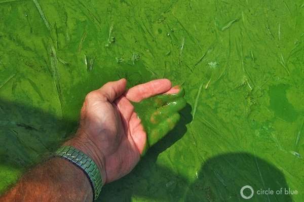 A ligação entre glifosato, campos de OGM e invasão de algas tóxicas nos EUA