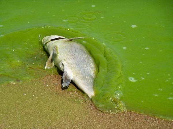 The link between glyphosate, GMO fields and invasion of toxic algae in the US
