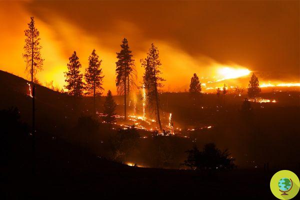 Incêndios na Califórnia destruíram um quinto das sequóias gigantes da Terra