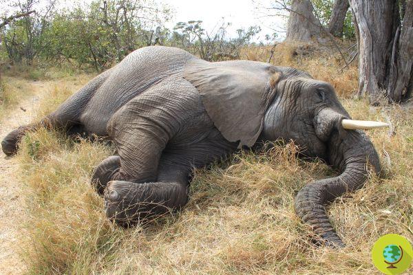 Cientos de elefantes están muriendo misteriosamente, es un desastre ambiental sin precedentes
