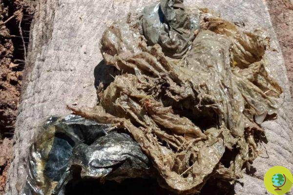 Elefante muerto en Tailandia: encuentras bolsas de plástico y otros elementos en su estómago