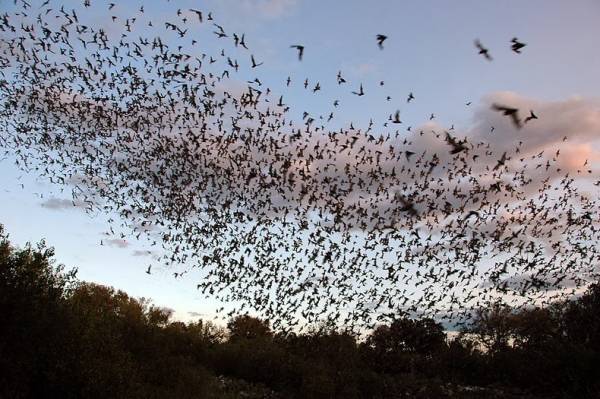 The show of the largest colony of bats in flight (PHOTO and VIDEO)