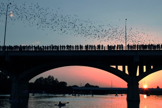 El espectáculo de la mayor colonia de murciélagos en vuelo (FOTO y VIDEO)
